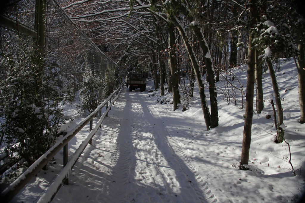 KOE_Wildpark Winter2010 43_jpg-1292511465