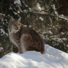 KOE_Wildpark Winter2010 44_jpg-1292511471
