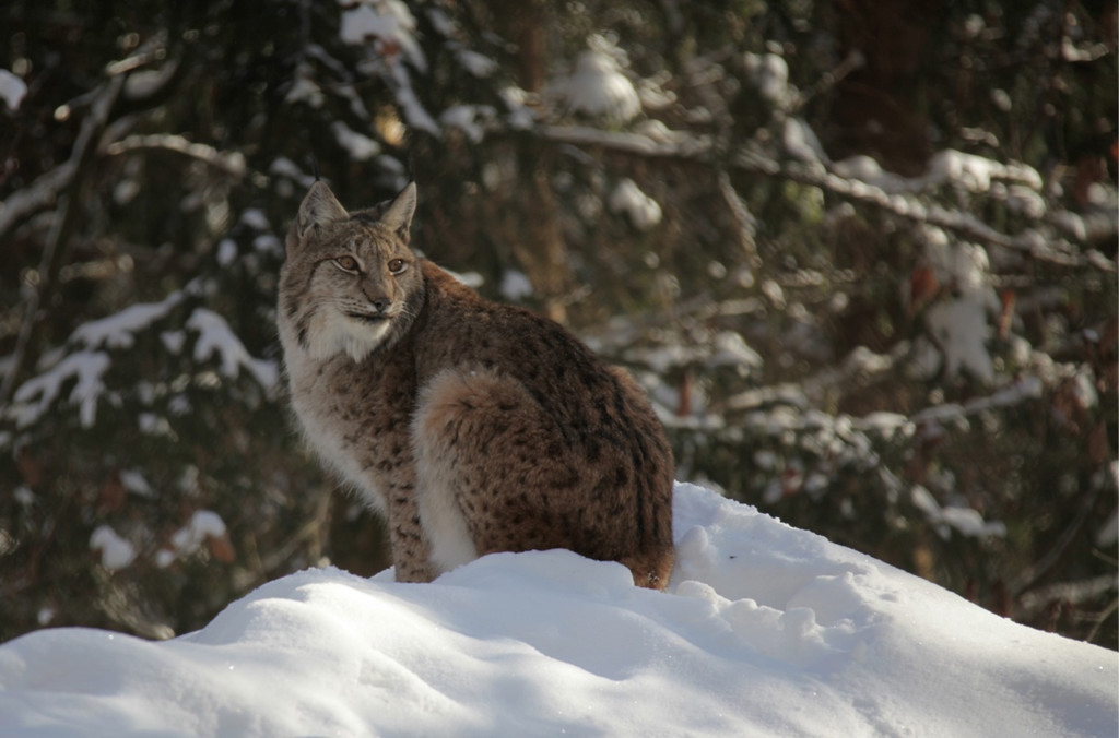 KOE_Wildpark Winter2010 44_jpg-1292511471