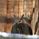 KOE_Wildpark Winter2010 48_jpg-1292511498