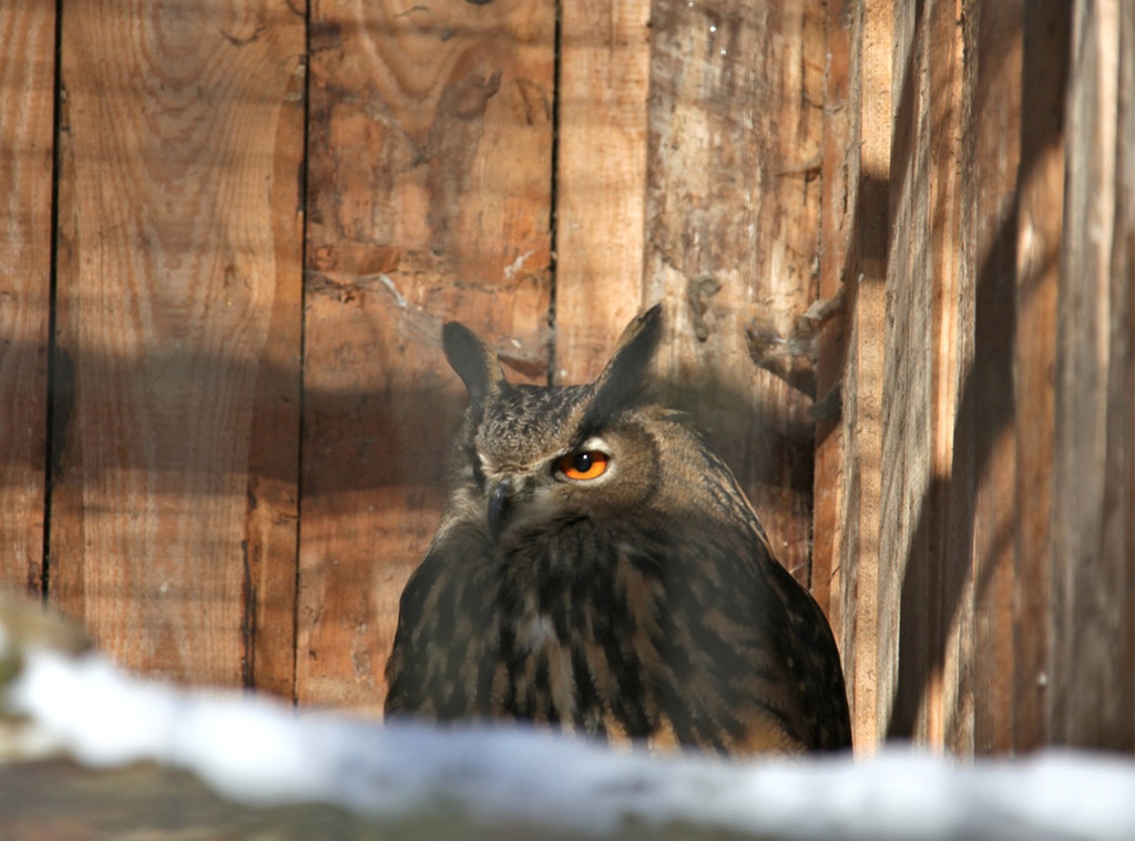 KOE_Wildpark Winter2010 48_jpg-1292511498