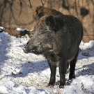 KOE_Wildpark Winter2010 51_jpg-1292511528