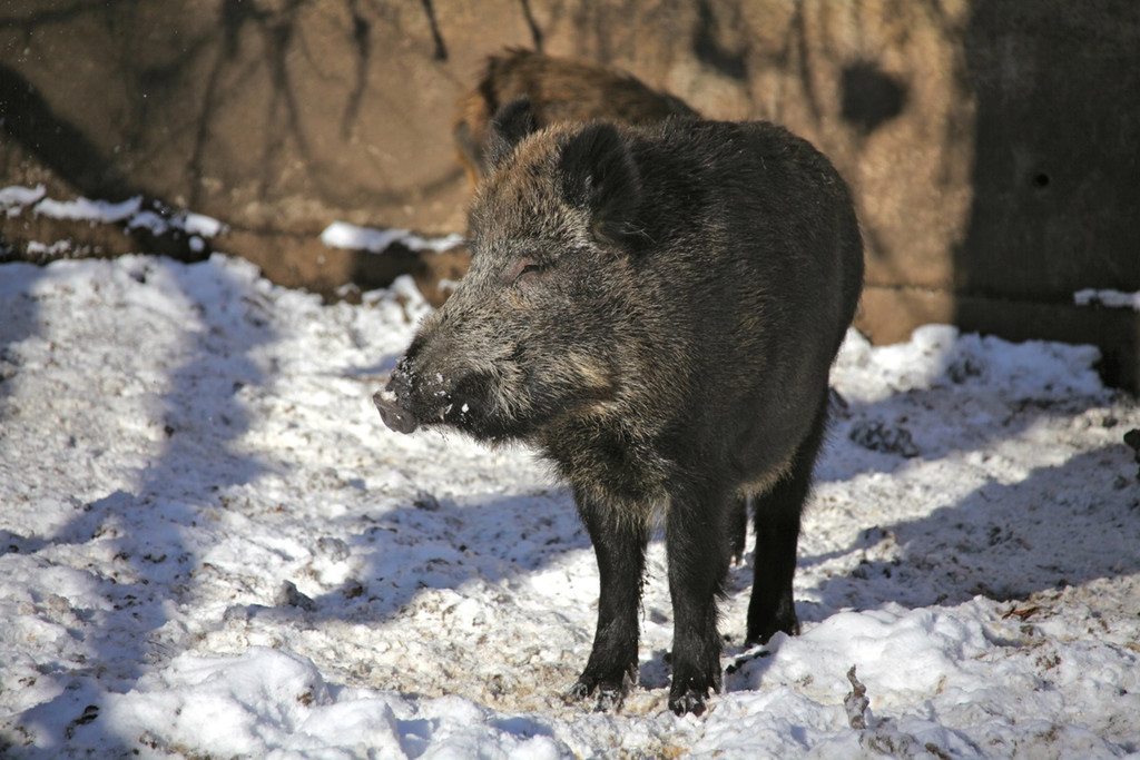 KOE_Wildpark Winter2010 51_jpg-1292511528