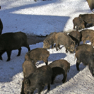 KOE_Wildpark Winter2010 52_jpg-1292511536
