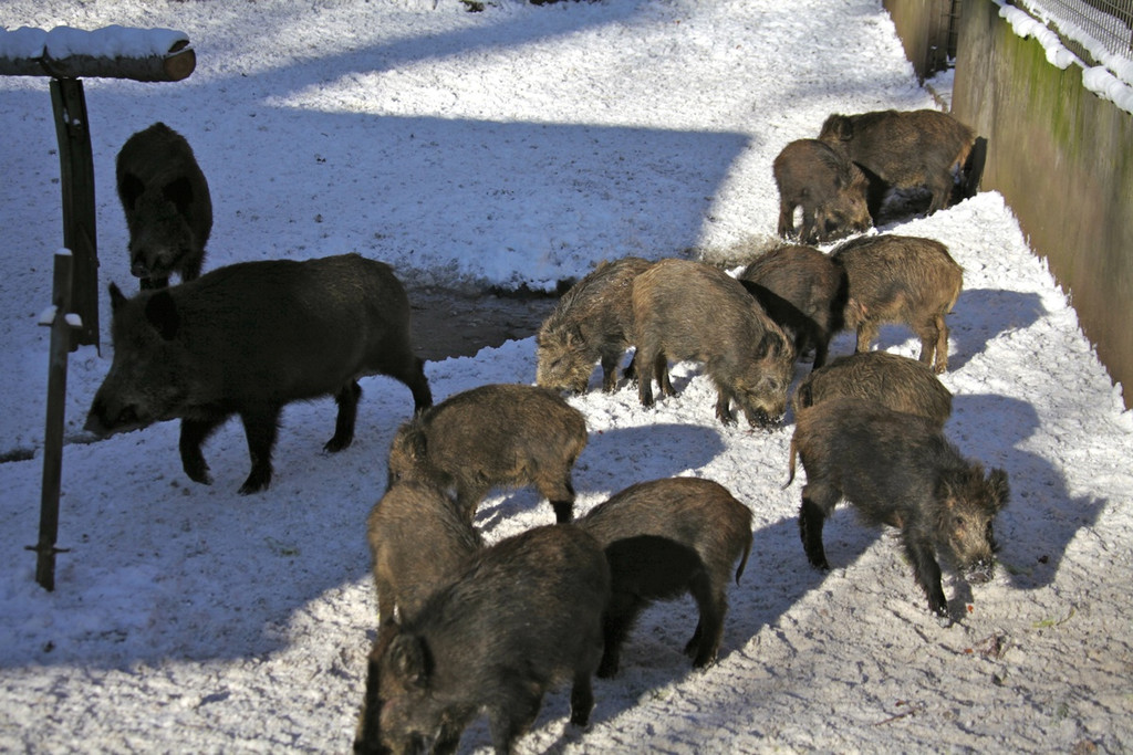 KOE_Wildpark Winter2010 52_jpg-1292511536