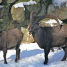 KOE_Wildpark Winter2010 53_jpg-1292511544