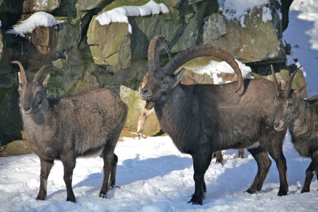 KOE_Wildpark Winter2010 53_jpg-1292511544