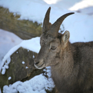 KOE_Wildpark Winter2010 54_jpg-1292511549