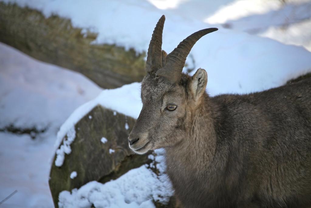 KOE_Wildpark Winter2010 54_jpg-1292511549