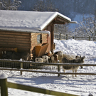 KOE_Wildpark Winter2010 55_jpg-1292511557