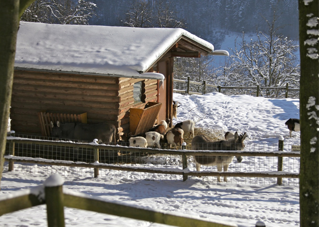 KOE_Wildpark Winter2010 55_jpg-1292511557