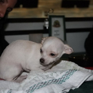 normal_16122010hundegaaktivnews_14.jpg