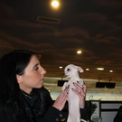 normal_16122010hundegaaktivnews_15.jpg