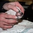 normal_16122010hundegaaktivnews_16.jpg