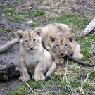 Bilder des Tages 25.11.2009