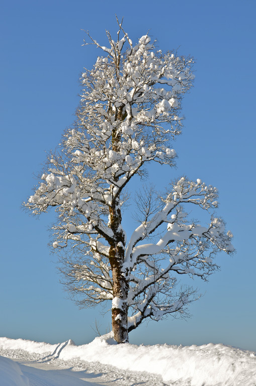 LVA_0589.jpg