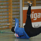 Halle Wolfurt 1   2010 245_jpg-1292696632