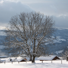 Winter in Lingenau