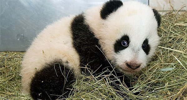 panda-600.jpg