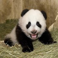 panda3-186.jpg