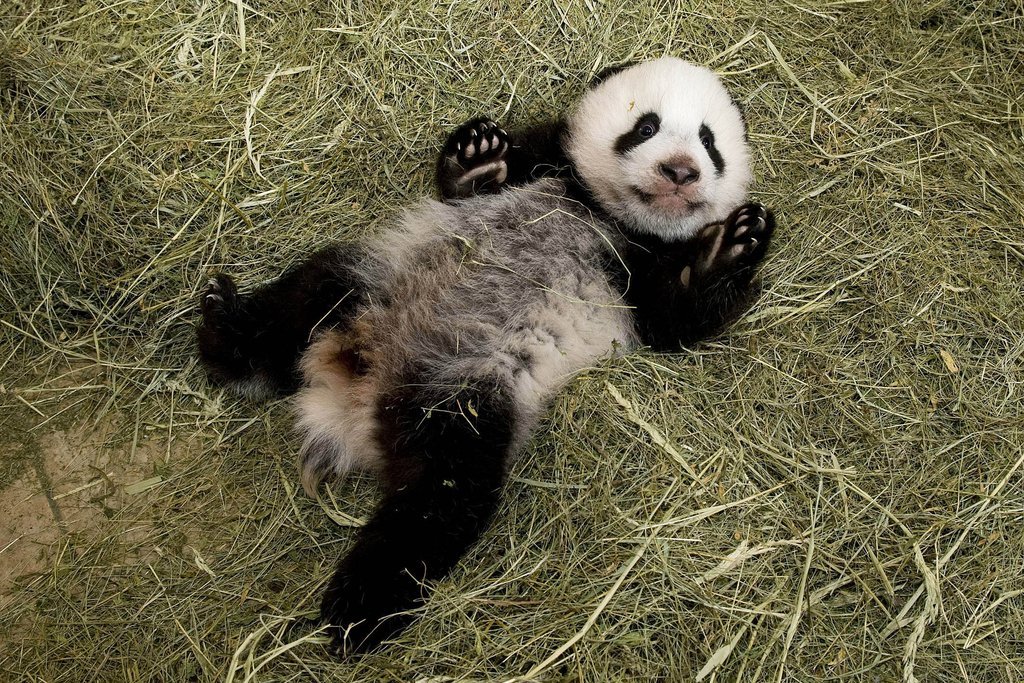 panda2.jpg