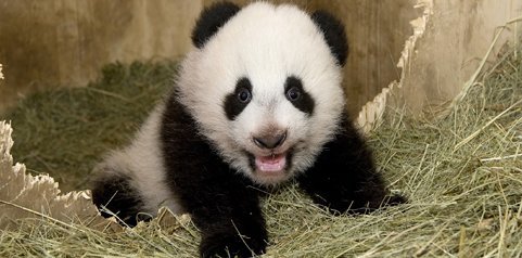 panda3-AAUUF.jpg