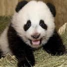 panda3-AAUUF.jpg