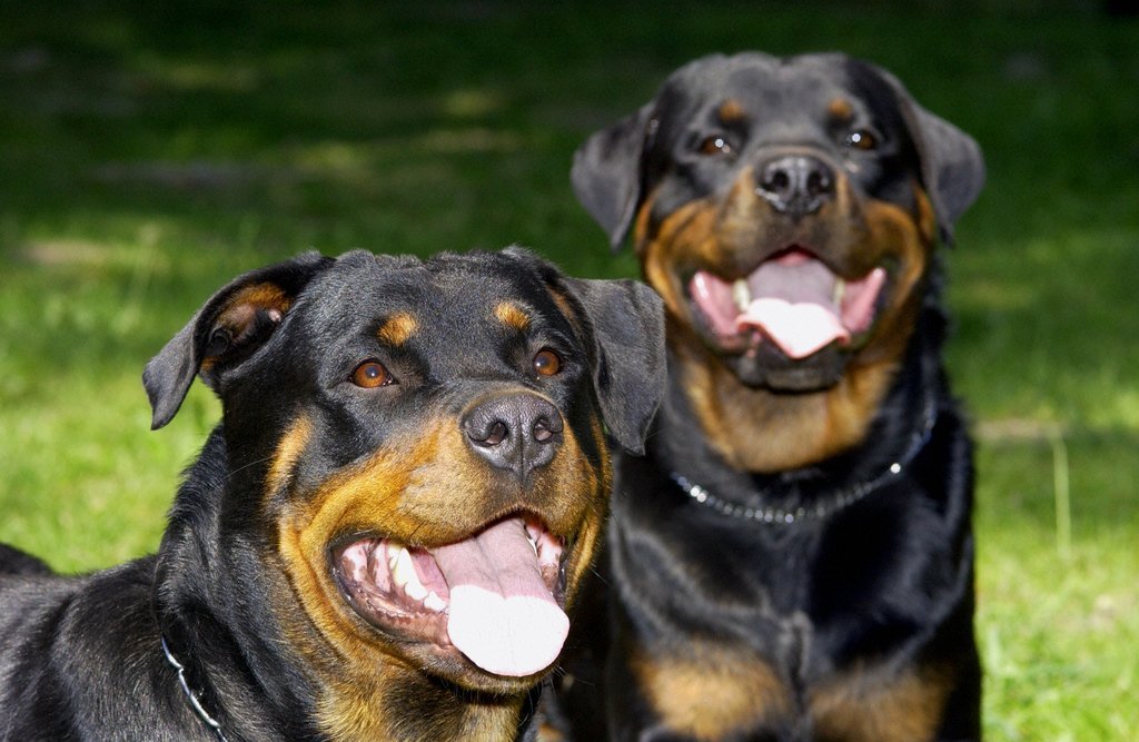 rottweiler.jpg