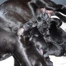  Labradorwelpen erblickten das Licht der Welt