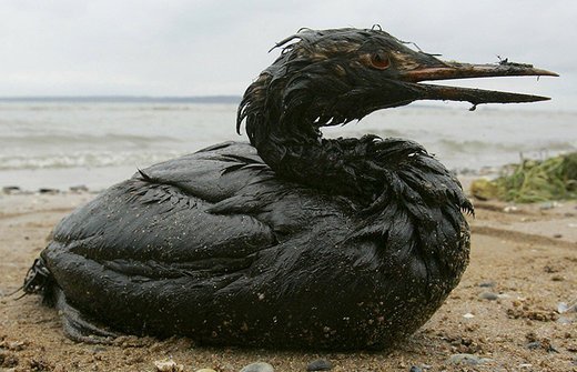 bp-apa.jpg