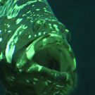 Haus des Meeres: Fische und Tiere