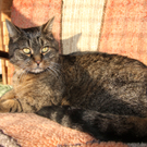 Vermittlungstier: Kater Kasimir