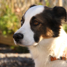 Vermittlungstier: Mischling Rocky