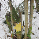 Sternensuche Kindergarten 038_JPG-1293569901.jpg
