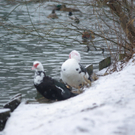 29122010lepiweiherfmaktivnews_16.jpg