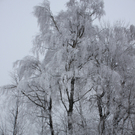 Winterwanderweg Pf__nderregion 2011 _11__jpg-1294047160