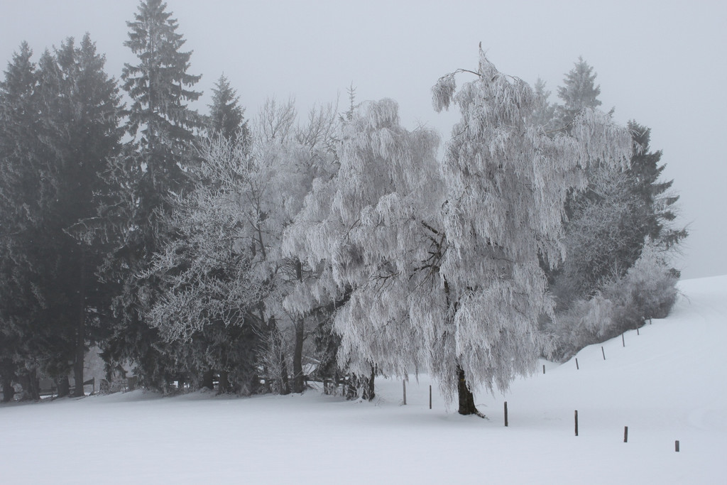 Winterwanderweg Pf__nderregion 2011 _13__jpg-1294047200
