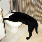 2010-01-12-dog_drink_toilet.jpg