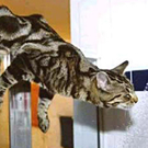 cat gr.jpg