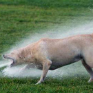 hund-ist-durstig-rasensprenger.jpg