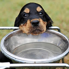 hund-trinkt-wenig-hunde-trinken-tipps.jpg