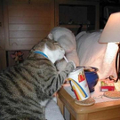 katze_trinken.jpg