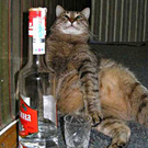 wodkacat kl.jpg
