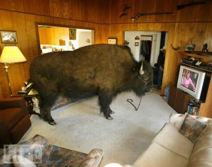 My_Unusual_Pet__14_.jpg