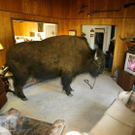 My_Unusual_Pet__14_.jpg