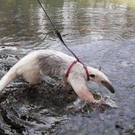 strange-pet-walking01.jpg