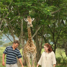 strange-pet-walking13.jpg