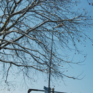 baum_schneebaellchen_jpg-1294141345