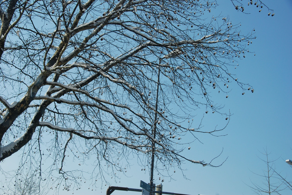 baum_schneebaellchen_jpg-1294141345