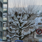 DSC_8433_jpg-1294141430